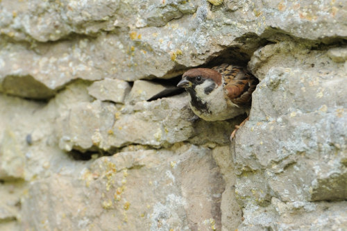 Eurasian Tree Sparrow (Passer montanus) &gt;&gt; by Patrik Wittenby
