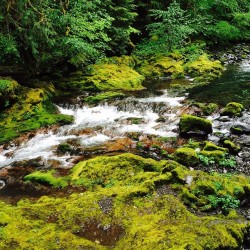 #Oregon #Mounthoodnationalforest #Mthood #Moss #Nature #Magical