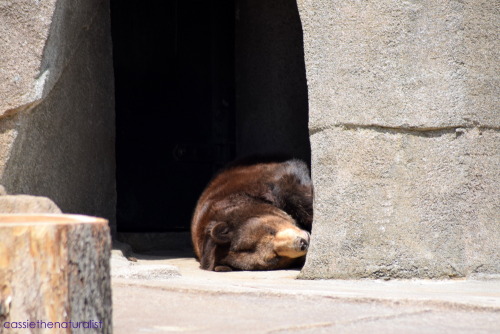 Sleepy bearsBy Cassie