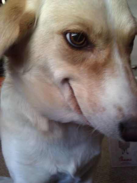 saddestblogger:  “hey i’m really full do you want the rest of my-”  