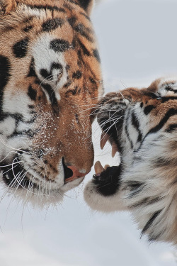 w-canvas:  Tigre by Maxime Riendeau 