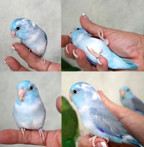 brokensilence137: dynaroo: I think this bird got confused when someone told him he belonged in the s