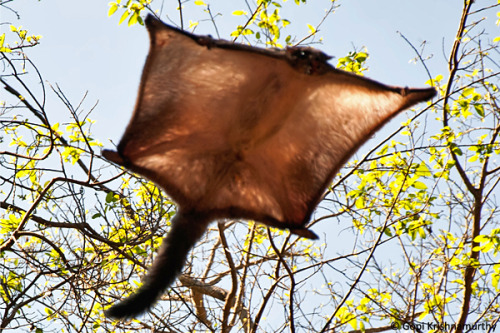 libutron: Indian Giant Flying Squirrel - Petaurista philippensis Indian Giant Flying Squirrels,