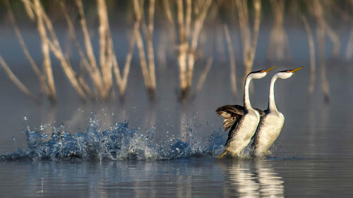 Western Grebe by Andrew Lee