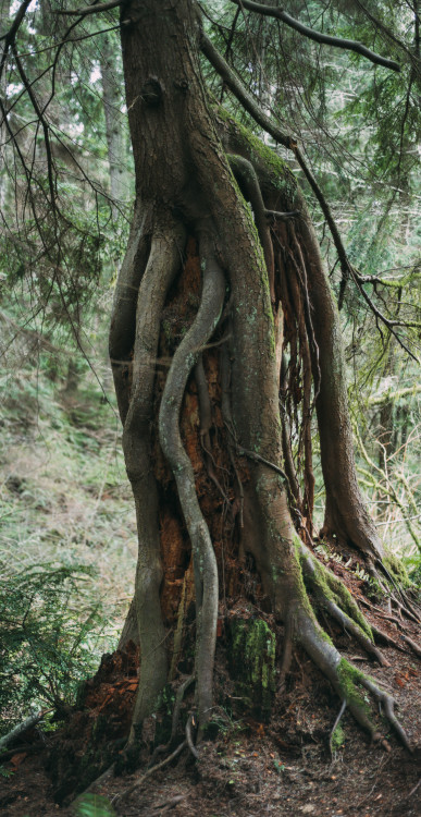 millivedder:Point Defiance Park, Tacoma 2021