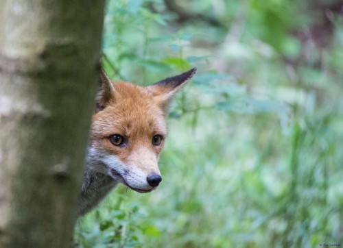 superbnature:  Hide and Seek by picspassion http://ift.tt/1oqt8NB