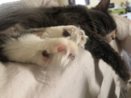 shewolfsansa: got some good toe bean action today