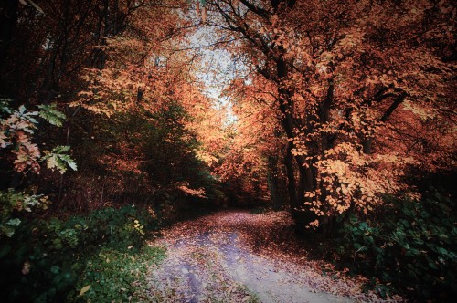 pixelcoder: Autumn Walks - Germany 2k16 Prints Instagram