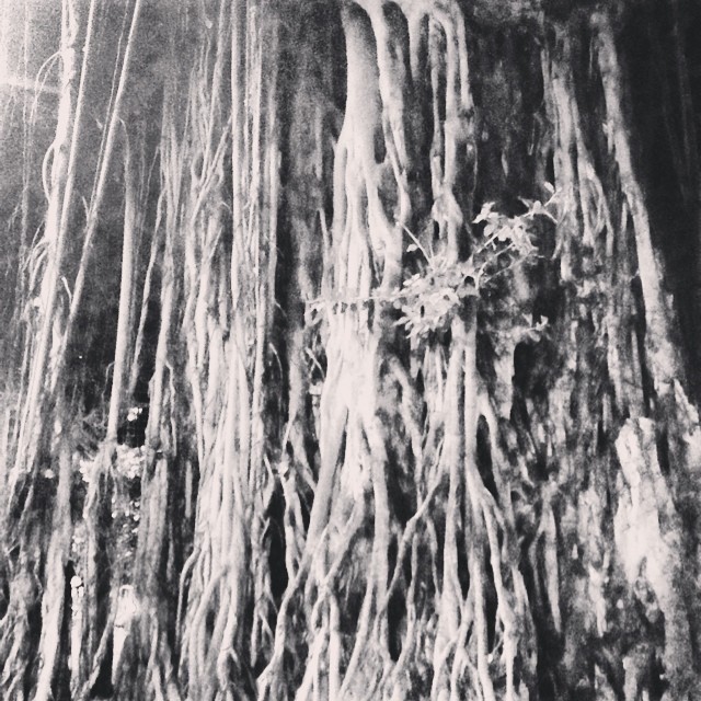 #Honolulu you’re creepy beautiful #fashioninspo #gothtree #waikiki #beautifulstrange