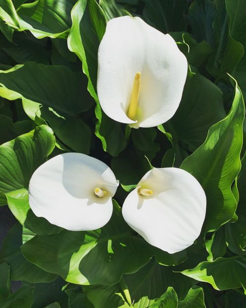 The Calla Lily’s Are In Bloom Again! 🐚 (At Hacienda Pèrez-Garcia) Https://Www.instagram.com/P/B-Jgykrgje5/?Igshid=Socerqte1Nl5
