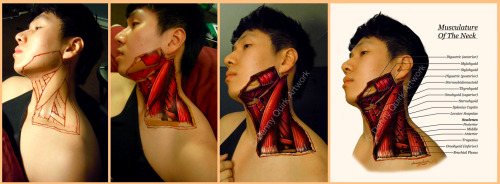 Recenly started doing a series of anatomical body paintings for educational purposes. They turned ou