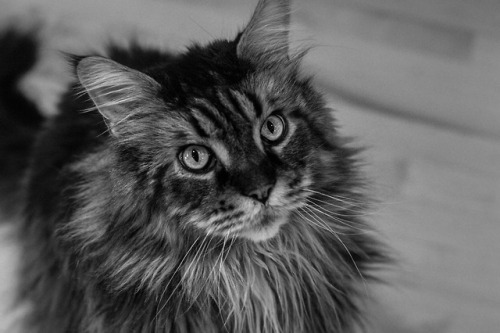  B&W shots of Ben, the Maine coon. (Jan 2018) 