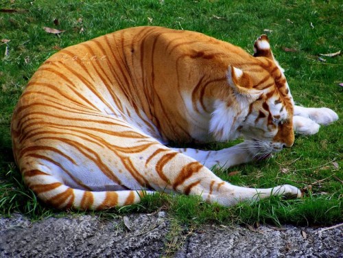 aspieblogger: the-incedible-sulk: sailorbrazil: kirabo01blog: Golden tiger @monsterfalls9 Cute! ⭐️