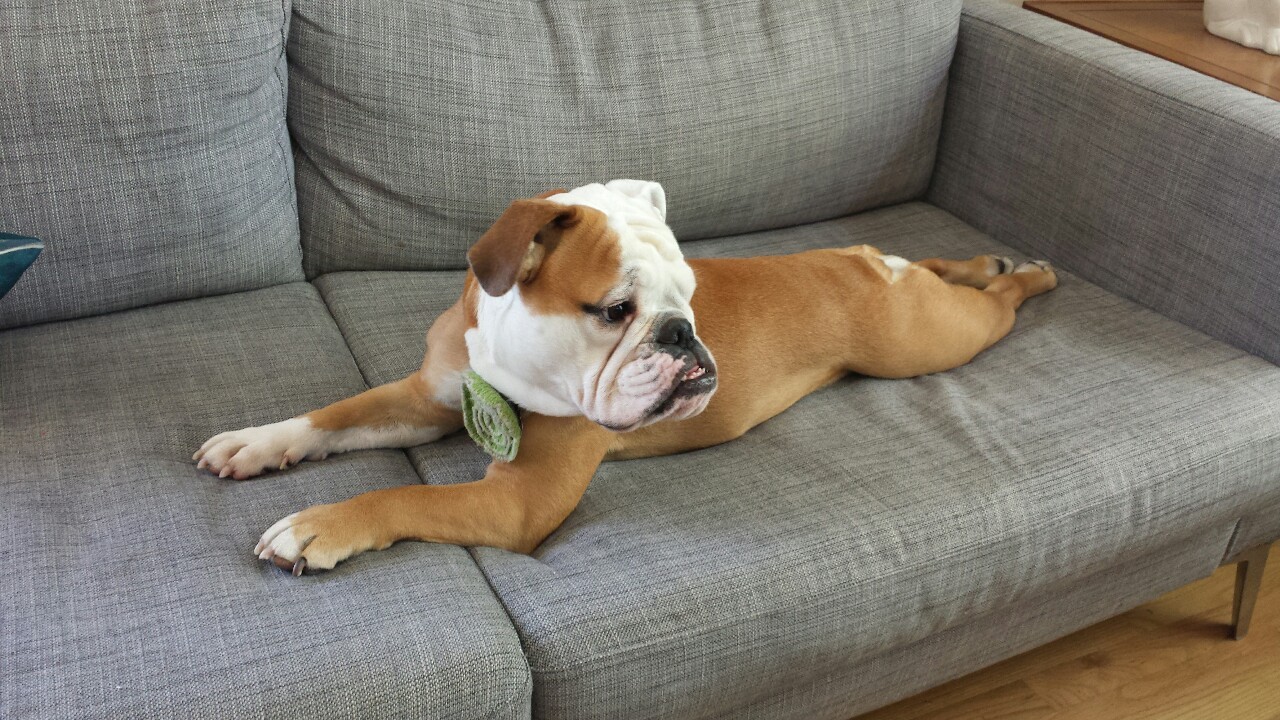 English Bulldog Love