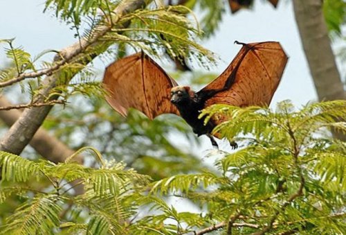 ainawgsd:The giant golden-crowned flying fox (Acerodon jubatus), also known as the golden-capped fru