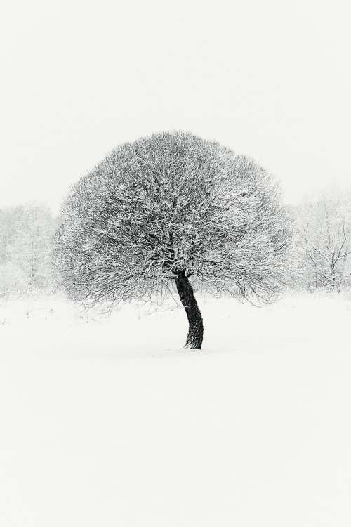 niilasnordenswan:  © Niilas Nordenswan Photography – Salix fragilis, Helsinki, Finland, 2019. www.instagram.com/niilaskustaaeinari 