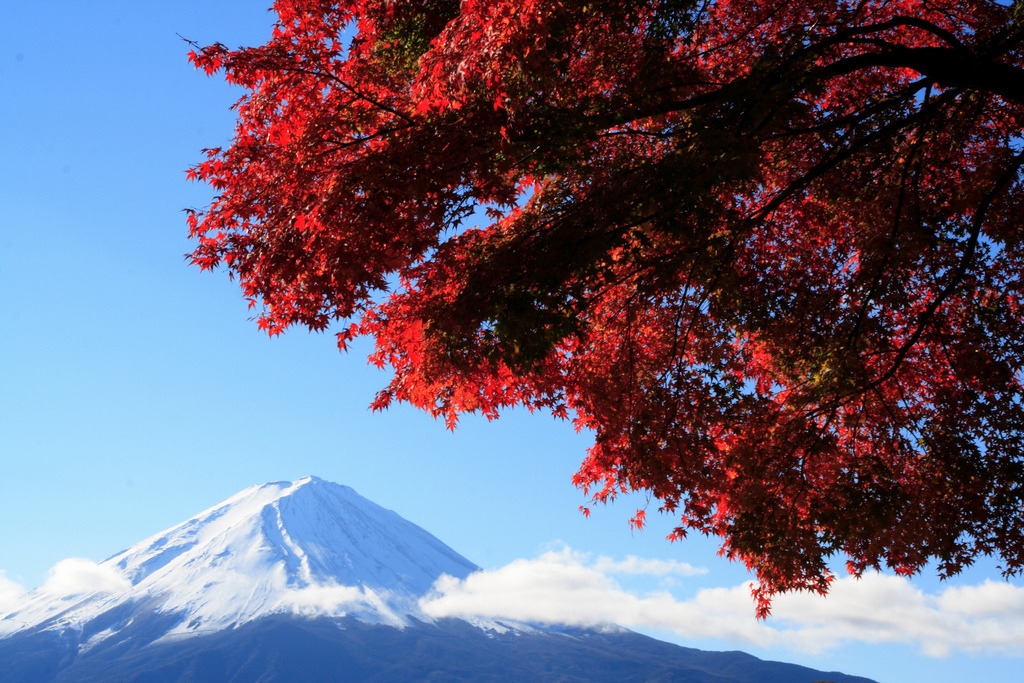 samuraiart:  Mount Fuji behind the Autumn leaves. ・Photo taken at Kawaguchi-ko,