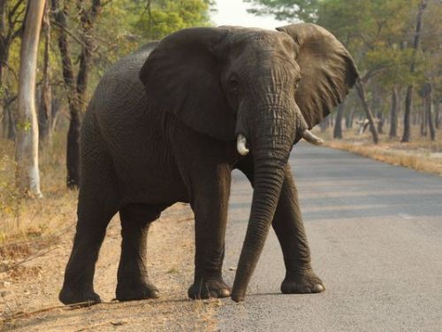 wildlifewednesdays:    German hunter pays $60K, kills biggest elephant seen in decades in Zimbabwe  