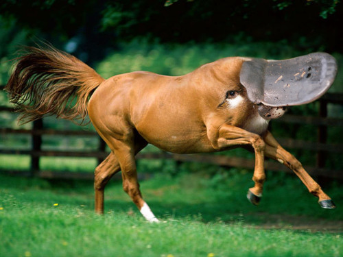 badass-equalist:dinolich:…they’re beautiful.Pug Horse is now my wallpaper.