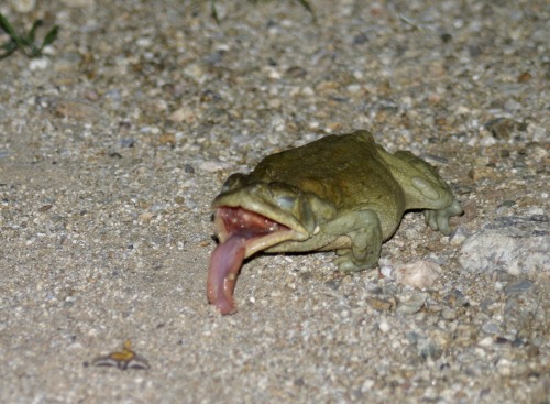 toadschooled: A Colorado river toad [also known as the Sonoran desert toad; Incilius alvarius] fails