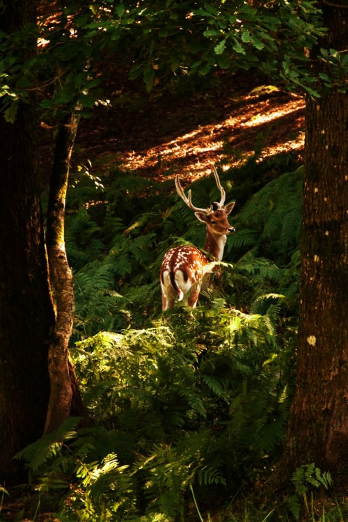 myriamdupouyphotography: Ceci n’est pas Bambi, August 2013. (Nikon D90 - 18-105mm f/3.5-5.6 at