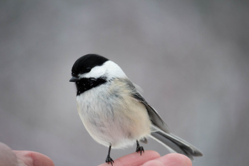 fact chickadees like to fight.  fact they also like cashews.