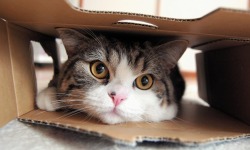 guardian:  How cats took over the internet