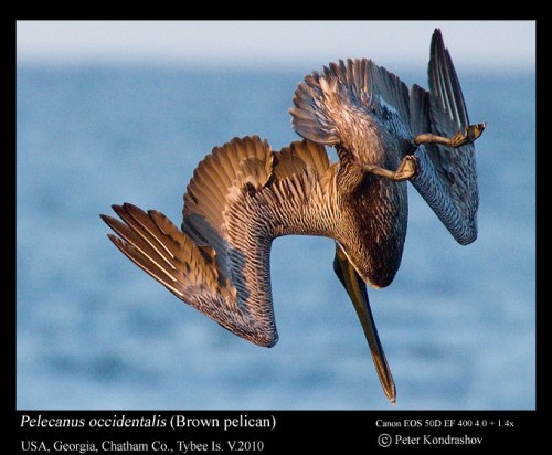 Brown Pelican (Pelecanus occidentalis)© Peter Kondrashov