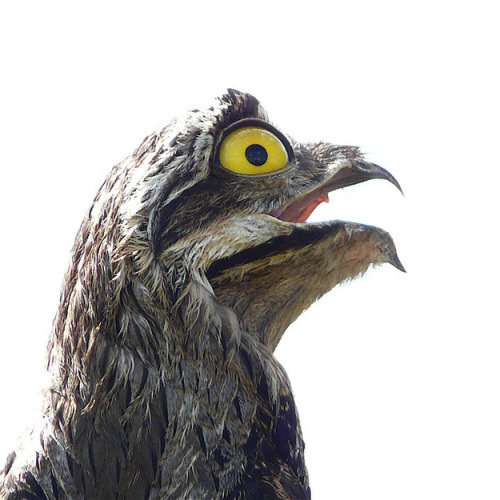 catsbeaversandducks:  The Potoo Bird Always Looks Like It Just Saw Something Absolutely Horrifying. OMG… All the cuteness via BuzzFeed 