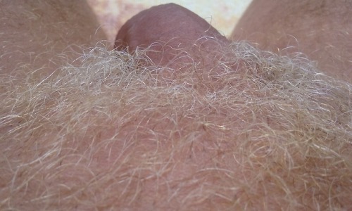 bankwalker4always: bankwalker4always: Free balling with my new blonde pubes!  Nice and cool!&nb