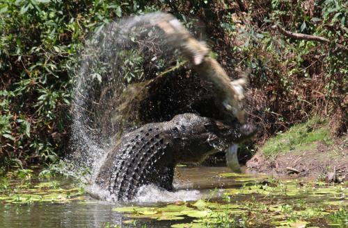 putrefactionanimale:croc vs croc