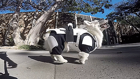 thewightknight:  May The Fluff Be With You    Winston the white corgi dresses up