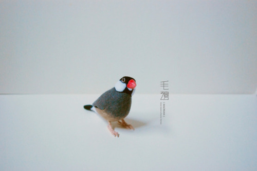 ▋Java Sparrow ( custom-made )Sculpture approximately 4.5 x 11 x 7.5 cm 