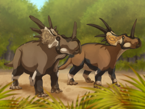 A beaten up old Styracosaurus bull looks on while a younger male sizes him up and postures a bit, tr