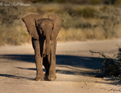 llbwwb:  Etosha (JV) by Peter Winnan