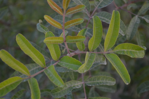 the-world-in-gardens:  Unidentified plant on a farm estate outside of Doha, Qatar. This looks like elder to me, can anyone positively identify it?