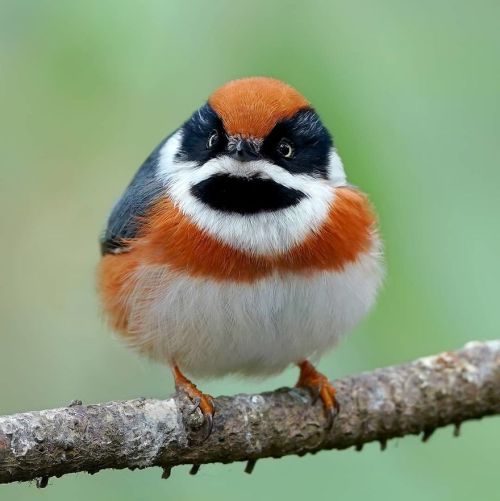 fine-tevinter-wines: awesome-picz: This Bird Is Called The Black-Throated Bushtit And Yes, You Read 