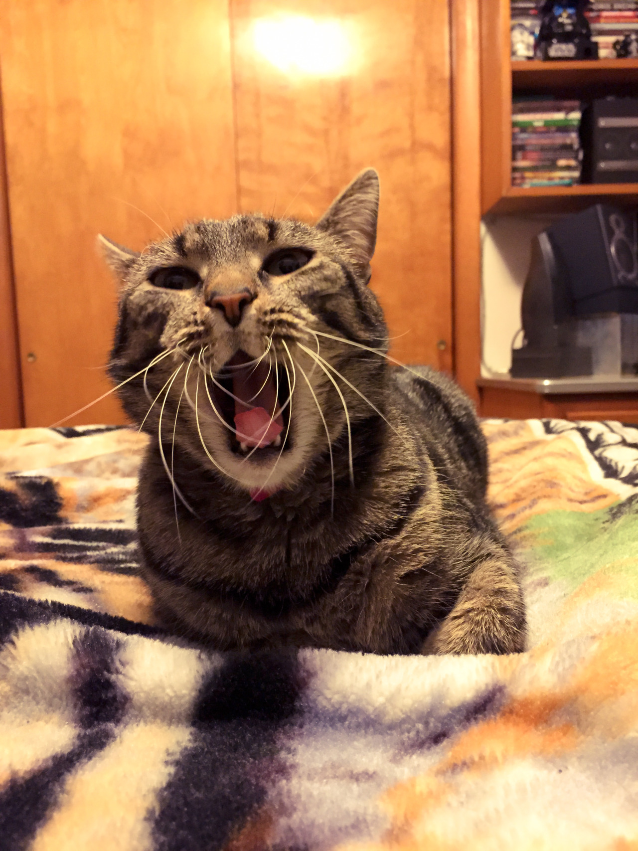 mykeowns:  The Yawn. 