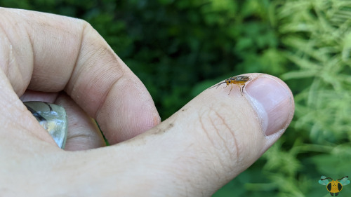 Locust Sawfly - Nematus tibialisWhile researching more into this curious specie of insect, I primari