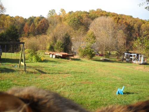 Some pictures of my backyard, one of the cats came to put in a guest appearance (That’s Diana)