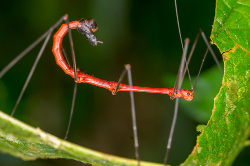 onenicebugperday:Peruvian fern insect, Oreophoetes peruana, Diapheromeridae, PhasmidaPhotos 1-2 by s