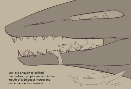 ferretteeth: more Rex stuff, this time… babies. Rex have a thing going on where they are fertile for