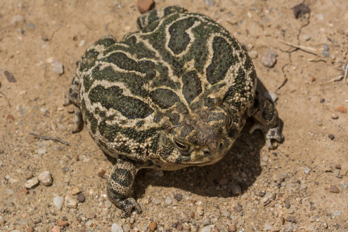 toadschooled:Round of body and pure of heart, the Great Plains toad [Anaxyrus cognatus] is an excell