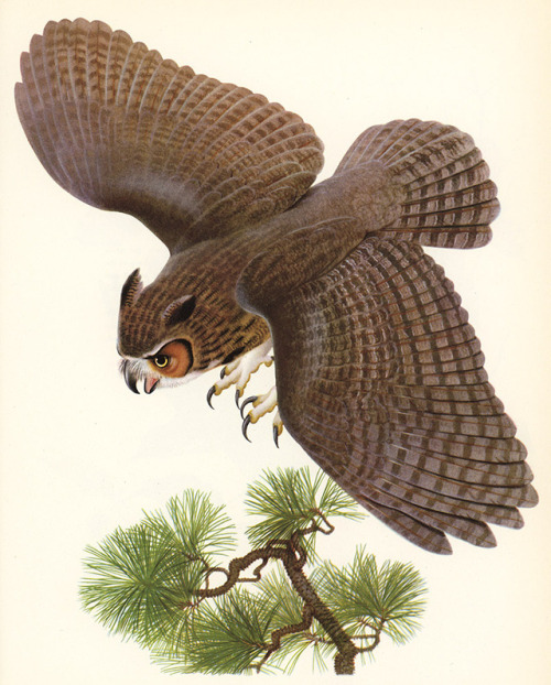 uwmspeccoll: Monday Motivational Owl Can’t get much more motivated than this Great Horned Owl in pre