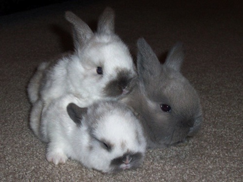 iquoterelatable:  baby animal posts daily