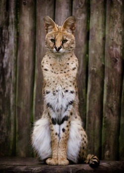 barbarapardi:  Tall Serval