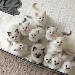 justcatposts:  army of cuteness