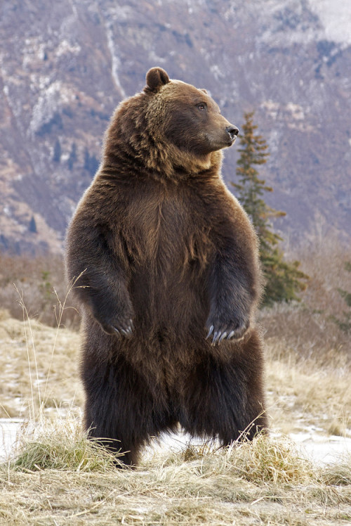 vurtual:Interior Grizzly Alert &amp; Standing (by Gary Lackie)