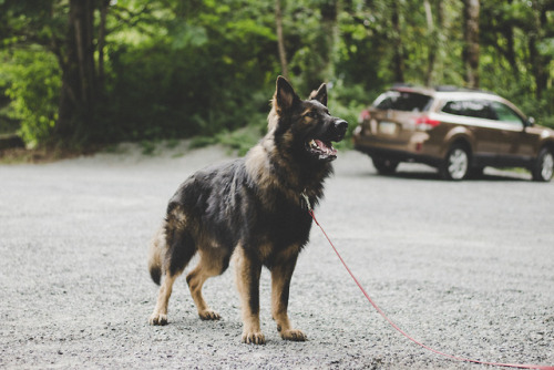 simply-a-lost-boy: Muy guapo. @the-dog-without-fear 