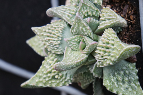 XXX flora-file:  Faucaria (by flora-file) photo